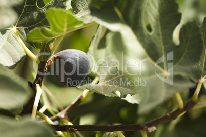 fig on branch