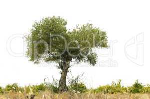 olive tree over white
