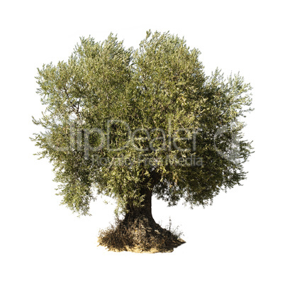 olive tree white isolated