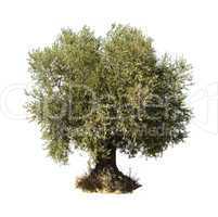 olive tree white isolated
