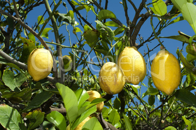 lemon fruits on branch