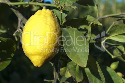 lemon fruit on branch