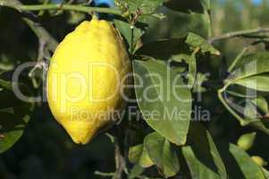 lemon fruit on branch