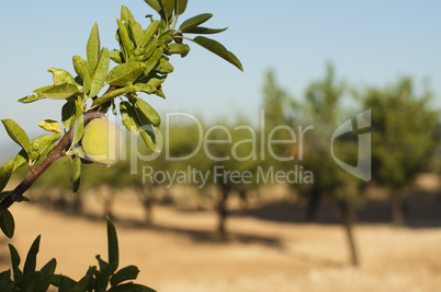 almond fruit on the branch