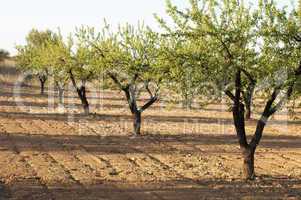 almond plantation trees