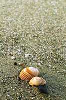 beach sand and shells
