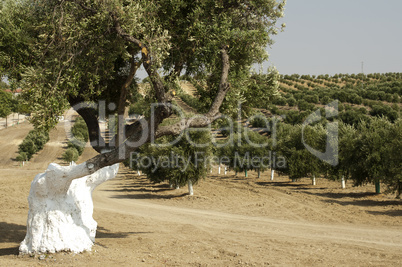 olive trees in plantation