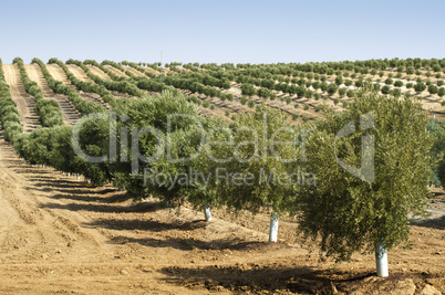 young olive trees