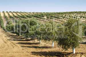 young olive trees
