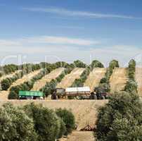 olive plantation