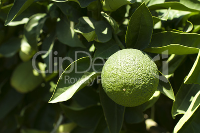 green unripe orange fruit