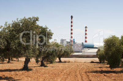 olive trees and factory