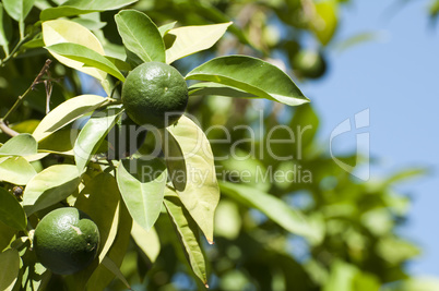 green unripe orange fruit