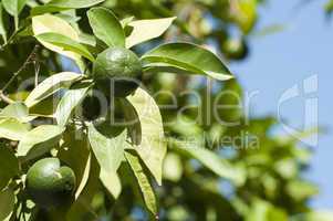 green unripe orange fruit