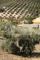 olive trees in plantation