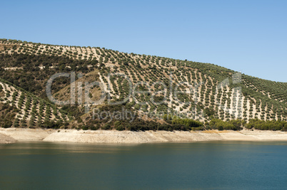 olive trees in plantation