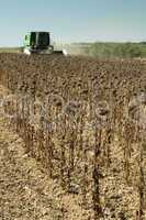 harvester reaps sunflowers