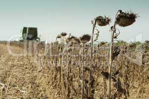 harvester reaps sunflowers