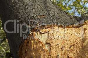 a corkwood tree