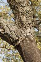 a corkwood tree