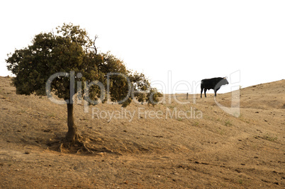 black bull on a farm