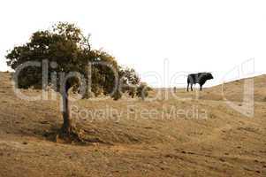 black bull on a farm