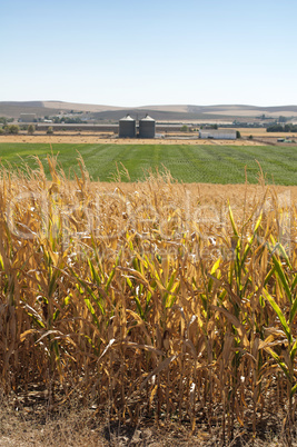 corn plantation and processing plant factory