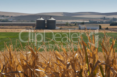 corn plantation and processing plant factory
