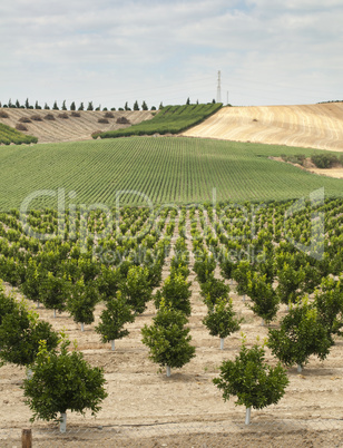 yang orange trees plant