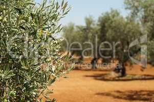 olive plantation and olives on branch