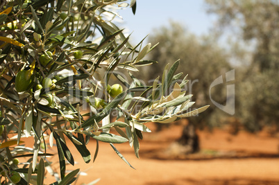 olive plantation and olives on branch