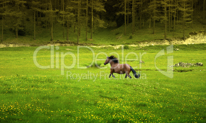 brown horse galloping in green meadow