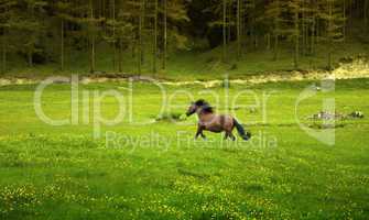 brown horse galloping in green meadow