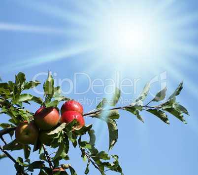 apples lited by the sun