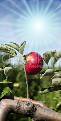 apple lited by the sun