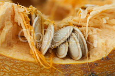seeds inside the pumpkin