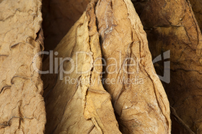 Dried tobacco leaves