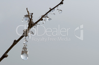 Frozen dew drops on a branch