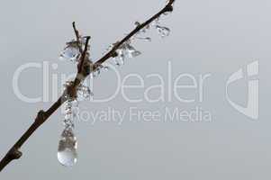 Frozen dew drops on a branch