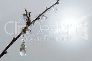 Frozen dew drops on a branch