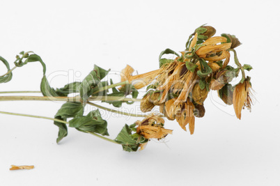 Dried herbs Hypericum perforatum