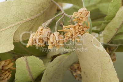 Dried lime blossom