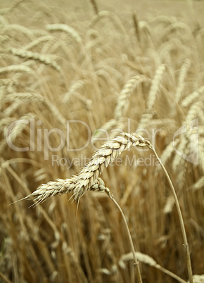 classes of wheat grain