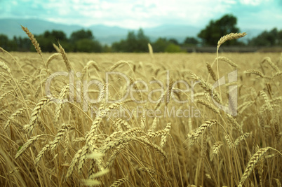 classes of wheat grain