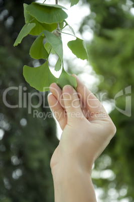Outdoor ginkgo biloba leaves