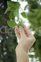 Outdoor ginkgo biloba leaves