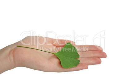 Hand with branch with leaves Ginkgo biloba