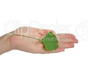 Hand with branch with leaves Ginkgo biloba