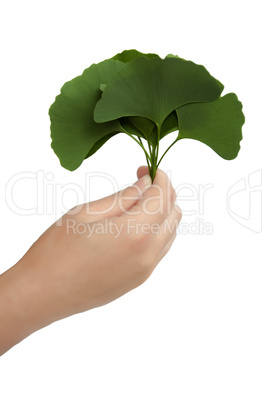 Hand with leaves Ginkgo biloba