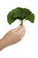 Hand with leaves Ginkgo biloba